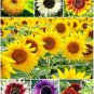 Fresh 100+ Colorful Mix Sunflower Seed For Planting (Helianthus Annuus) Non Gmo See Garden