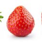 Fresh Everbearing Strawberry Seeds 200+ Seeds Grow Red Strawberry Vines M Garden