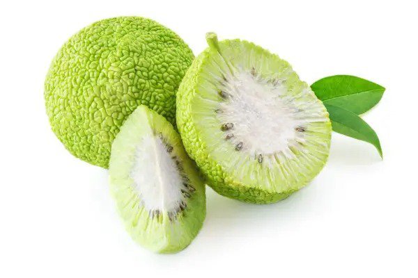 Fresh 20 Osage Orange Tree Seeds Exotic Fruit Tree Garden