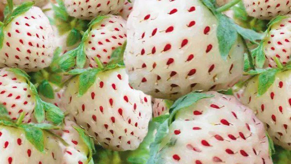Fresh White Strawberry Seeds 200+ Seeds White Pineberry Seeds Made In Usa Ships Garden