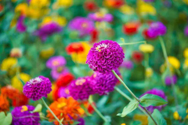 Fresh Cut And Come Back Zinnia Seeds For Planting 250+ Seeds Vibrant Colors Come B Garden