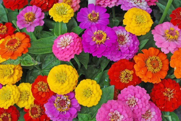 Fresh Exotic Early And Often Blooming Mix Zinnia Seeds For Planting Approx. 200 Seed Garden