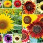 Fresh 1 000+ Sunflower Seeds For Planting Jumbo Mix Pack 15+ Varieties (Helianth Garden