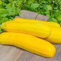 Fresh Summer Squash Seeds For Planting 50+ Seeds Delicious And Nutritious Made I Garden