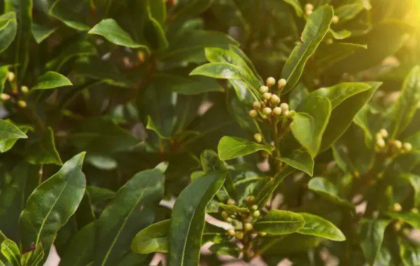 Fresh Sweet Bay Laurel Herb Tree Seeds 4 Seeds To Plant Laurus Nobilis Garden