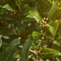 Fresh Sweet Bay Laurel Herb Tree Seeds 4 Seeds To Plant Laurus Nobilis Garden