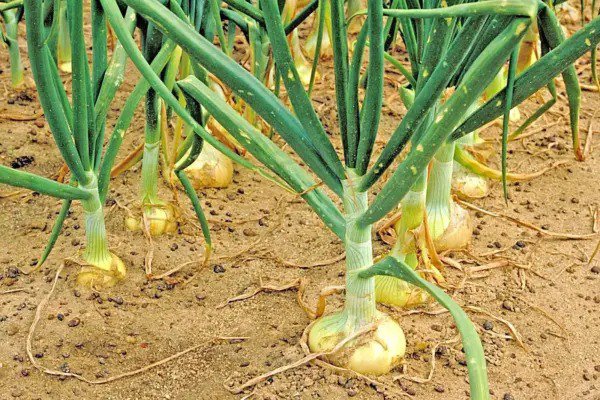 Fresh Vidalia Sweet Onion Seeds Organic Non Gmo 110/170 Days Spring/Fall Rsc2A1 Garden