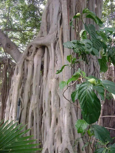 Fresh Ficus Benghalensis Tree Seeds Ornamental Tropical Plant Ornamental Banyan Fig Jo Garden