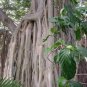 Fresh Ficus Benghalensis Tree Seeds Ornamental Tropical Plant Ornamental Banyan Fig Jo Garden