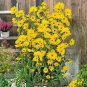 Fresh Giant Maximillian Sunflower Seeds 500+ Seeds For Planting Garden