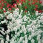 Fresh Bunny Tails Lagurus Ovatus [25 Seeds] Garden