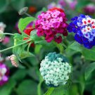 Fresh Liliya'S Lantana Mix 50+ Flower Seeds To Plant Made In Usa Ships From Iowa. Garden