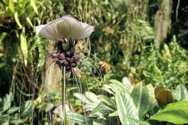 Fresh Tacca Integrifolia White Bat Flower Seeds Attracts Butterflies Rare Unique Jocad Garden