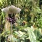 Fresh Tacca Integrifolia White Bat Flower Seeds Attracts Butterflies Rare Unique Jocad Garden