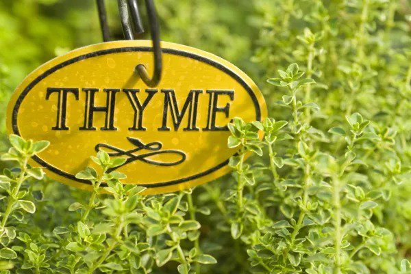 Fresh 200+ Herb Thyme Seeds Organic Heirloom Summer Herbs Seed Made In Usa Non G Garden