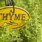 Fresh 200+ Herb Thyme Seeds Organic Heirloom Summer Herbs Seed Made In Usa Non G Garden