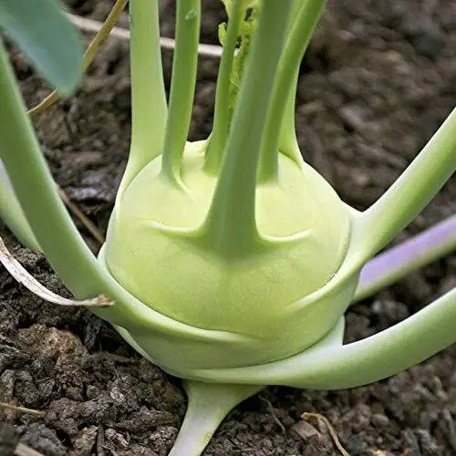 Fresh White Kohlrabi Giant Cabbage Seeds 100+ Seed Packet Grow This Giant Heirloom Garden