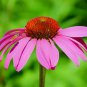 Fresh 250+ Purple Coneflower Seeds For Planting Excellent Butterfly Flower Made In Garden