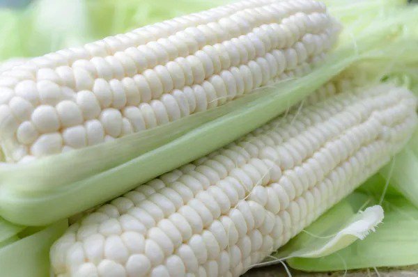 Fresh White Corn Seeds For Planting 50+ Seeds Top Producer Garden