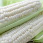 Fresh White Corn Seeds For Planting 50+ Seeds Top Producer Garden