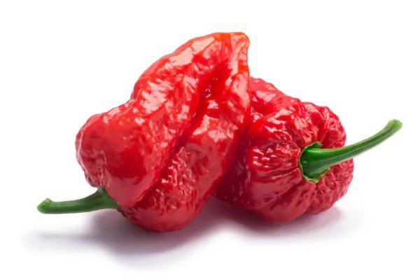 Fresh Ghost Pepper Seeds 10+ "Bhut Jolokia" Pepper Seeds For Planting Garden