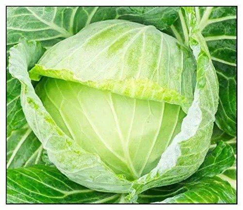 Fresh Golden Acre Cabbage Seeds 250+ Seeds Made In Usa Ships From Iowa Garden