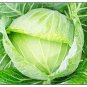 Fresh Golden Acre Cabbage Seeds 250+ Seeds Made In Usa Ships From Iowa Garden