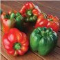 Fresh Ozark Giant Sweet Peppers Seeds (25+ Seeds) Garden