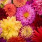 Fresh Deanna'S Dahlias Exotic Mix 100+ Seeds Made In Usa Ships From Iowa. Garden