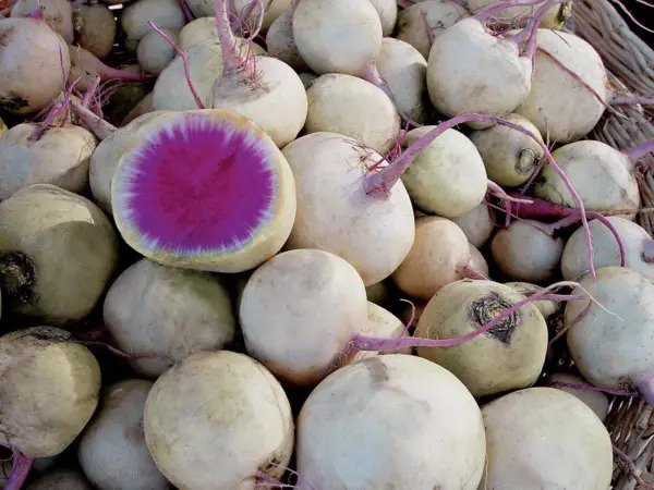 Fresh Exotic Radish Watermelon Seeds For Planting 250+ Seeds Rare Vegetable Garden