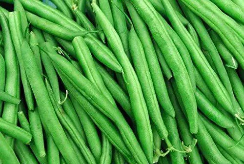 Fresh String Bean Bush Blue Lake 50+ Seeds + Made In Usa. Non Gmo Heirloom Seeds Garden