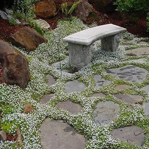 Fresh 250+ Summer Snow Seeds Single Mix Exotic Flowers Made In Usa Ships Garden