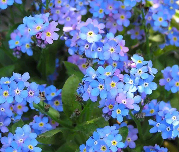 Fresh 5 000+ Blue Forget Me Not Seeds For Planting Wildflower Seeds M Garden