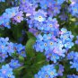 Fresh 5 000+ Blue Forget Me Not Seeds For Planting Wildflower Seeds M Garden
