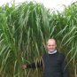 Fresh Elephant Grass Seeds 100 Seeds Tallest Grass In The World Cenchrus Purpure Garden