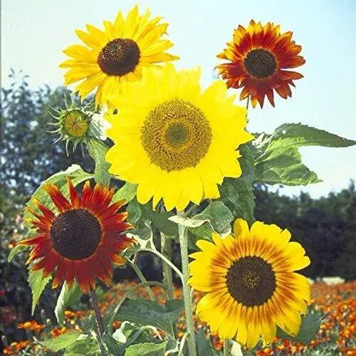 Fresh Mardi Gras Mix Sunflower Seeds 50 Seeds Exotic Flowers Sunflower Se Garden