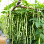 Fresh Cow Pea Seeds For Planting 50+ Seeds + Made In Usa Ships From Iowa. Non Gmo Garden