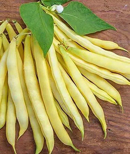 Fresh Golden Wax Bean Seeds For Planting 50+ Seeds + Made In Usa Ships From Iowa. Garden