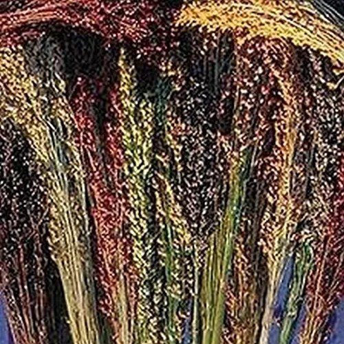 Fresh Broom Corn Seeds (40 Seed Pack) Garden