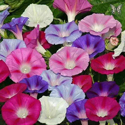 Fresh Mixed Color Tall Morning Glory Climbing Vine 150 Seeds To Plant Beautiful Fl Garden