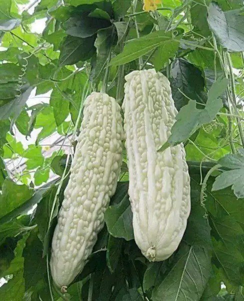 Fresh Bitter Melon Bitter Squash Balsam Pear Bitter Gourd Seeds 10Pcs Non Gmo (White) Garden