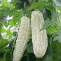 Fresh Bitter Melon Bitter Squash Balsam Pear Bitter Gourd Seeds 10Pcs Non Gmo (White) Garden