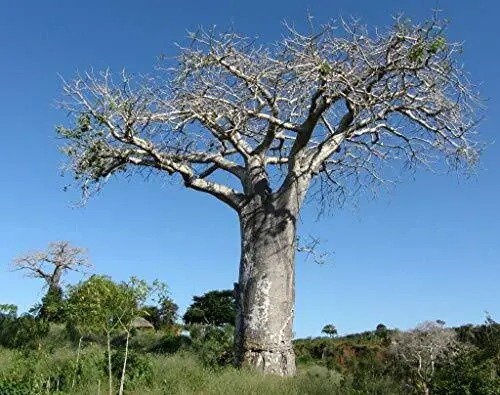 Fresh Adansonia Digitata Baobab Tree Rare Exotic Tree Jocad (5 Seeds) Garden