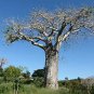 Fresh Adansonia Digitata Baobab Tree Rare Exotic Tree Jocad (5 Seeds) Garden
