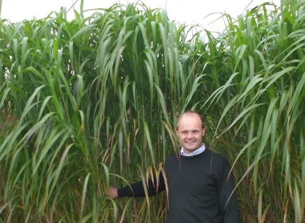 Fresh Giant Skyscraper Grass Seeds 100 Seeds Tallest Grass On The Earth Ships Fr Garden