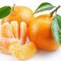 Fresh 10 Edible Fruit Orange Tree Seeds Grow Delicious Oranges Ships From Iowa. Garden