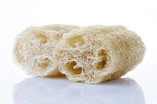 Fresh Sponge Gourd Seeds 20 Seeds Luffa Gourd Exotic Vegetable Garden