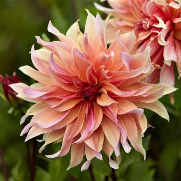 Fresh Dahlia Labyrinth Flower Seeds Exotic Mix 100+ Seeds Shipped From Iowa Usa Garden