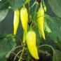 Fresh Banana Pepper Seeds To Plant 100+ Seeds Versatile Pepper For Eating And Seas Garden