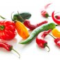 Fresh Big Pack Of Hot Pepper Seeds 4 Types Jalapeno Pepper Habenero Pepper Long Garden